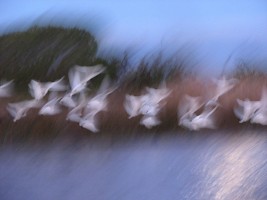 February 2016 - Slow Shutter Speed