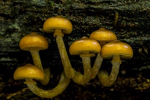 March 2016 - Natural History