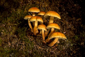 March 2016 - Natural History