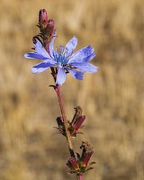 March 2016 - Natural History