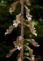 March 2016 - Natural History