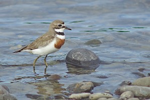 March 2016 - Natural History