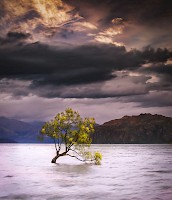 July 2016 Tree Study