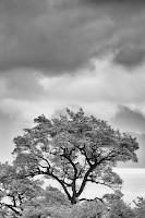 July 2016 Tree Study