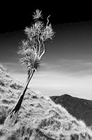 July 2016 Tree Study