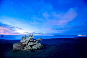 July 2016 Tree Study