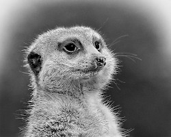 August 2016 - B & W Portrait