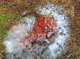 September 2016 - Decay