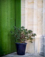 November 2016 - Still Life