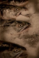 November 2016 - Still Life