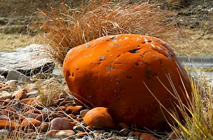 November 2016 - Still Life