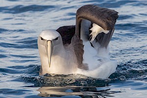 March 2017 - Natural History