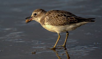 March 2017 - Natural History