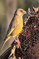 March 2017 - Natural History