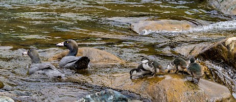 March 2017 - Natural History