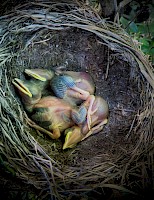 June 2017 New Beginnings