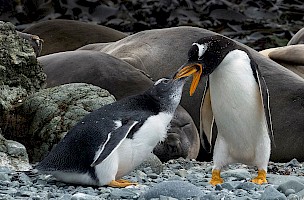 April 2018 Natural History