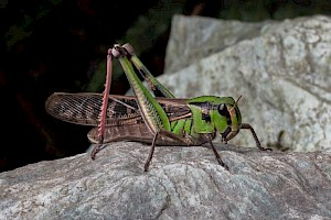 April 2018 Natural History