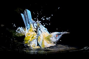 April 2018 Natural History