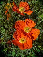 May 2018 - Vivid Colour