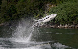 Shot of the Year 2018