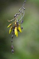 July 2018 - Botany