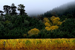 October 2018 - Landscape