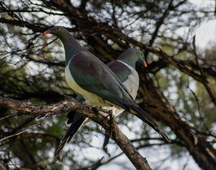 Wood Pigeons