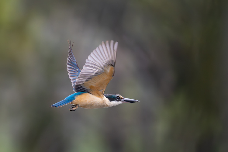 Kingfisher in flight