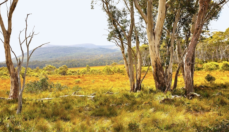 Edge of the bush, Tasmania