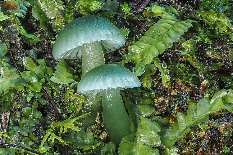 A Field Guide to New Zealand Fungi