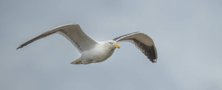 Jonathon Livingston Seagull