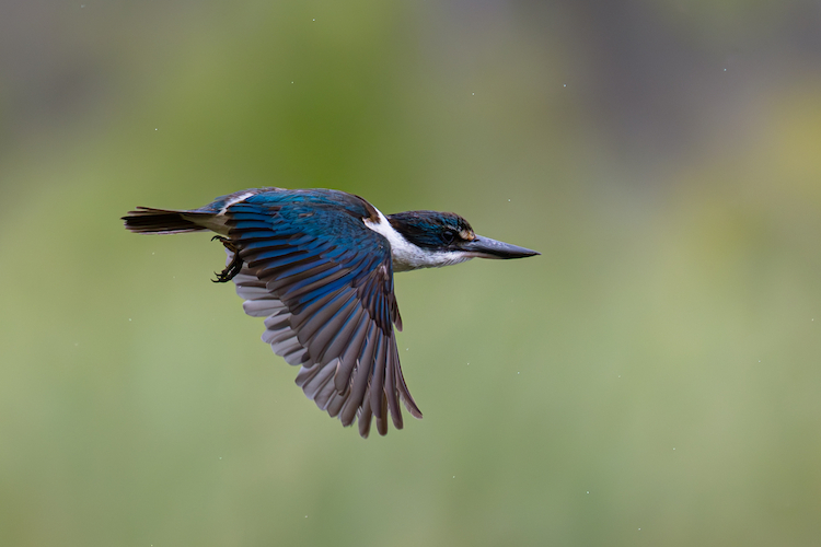 Kingfisher in flight