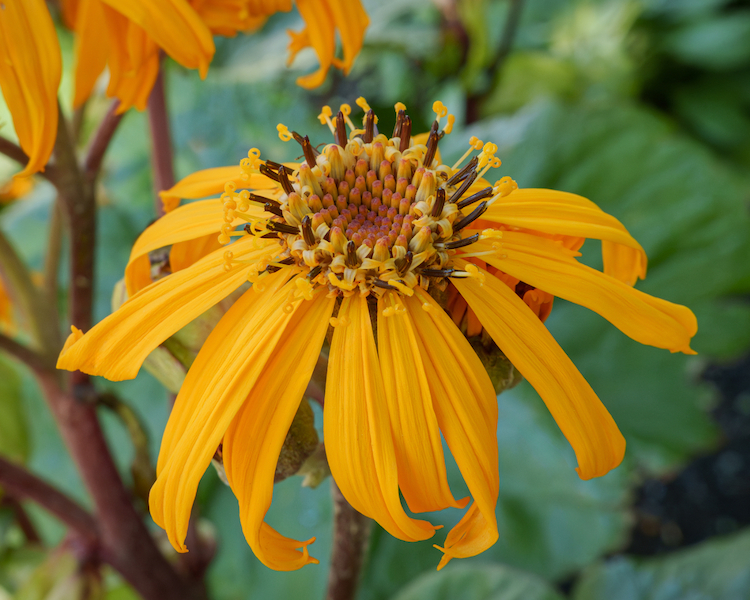 Leopard Plant Flower