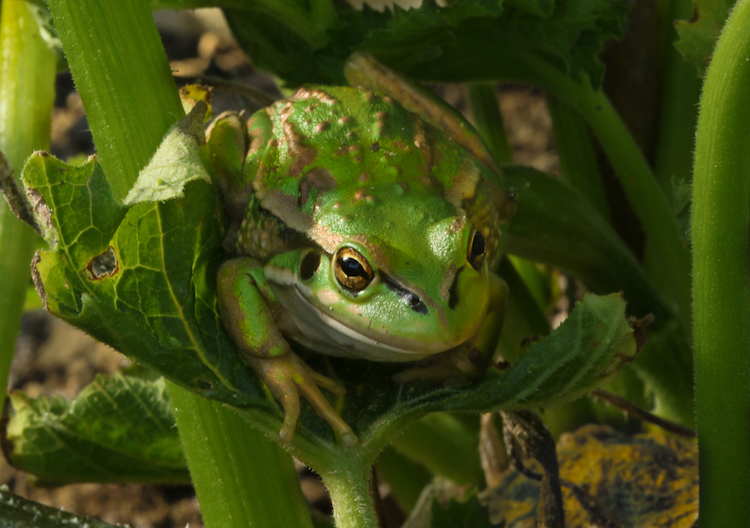 It's Not Easy Being Green