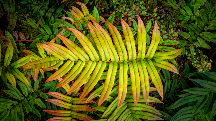 Kiokio (Parablechnum novae-zelandiae)