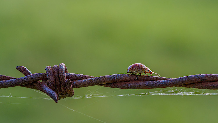 Walking the Wire