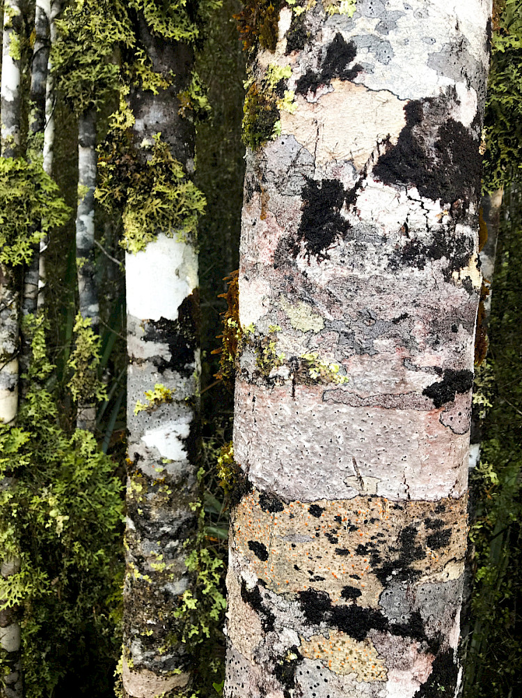 Mossy Forrest
