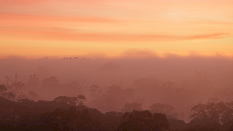 sunrise in the bush