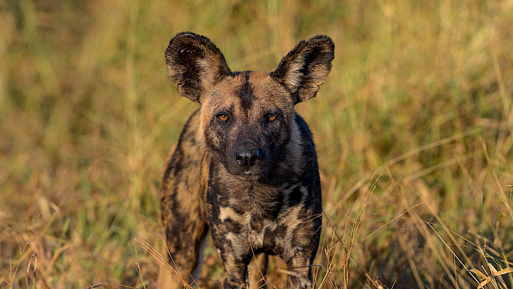 Wild Dog